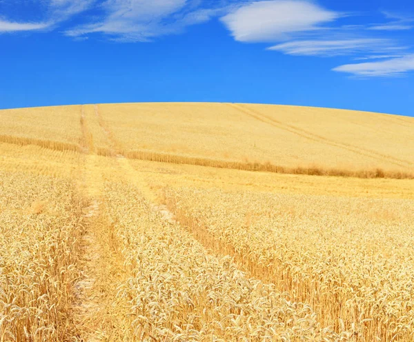 Wheat Field Rural Landscape — Stockfoto