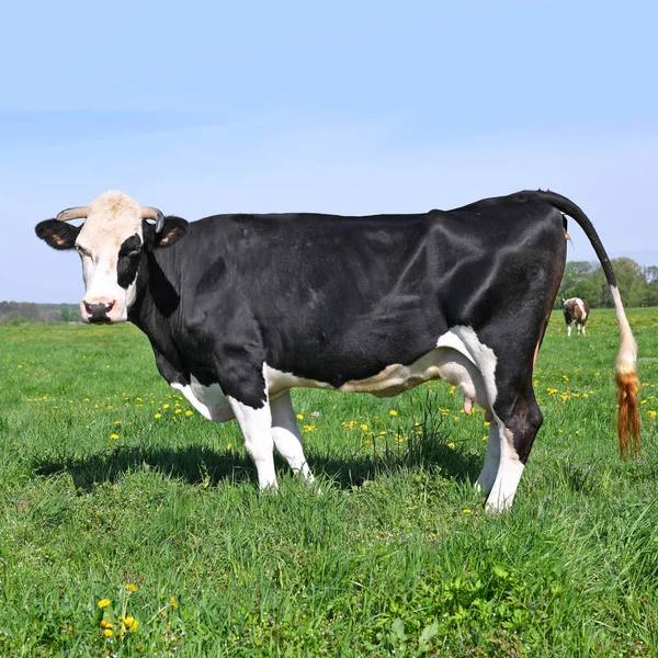 Красивая Корова Летнем Лугу — стоковое фото