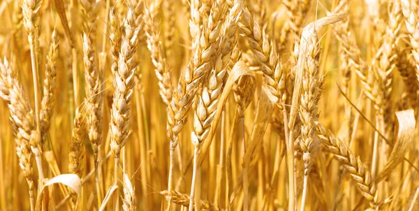 Wheat Field Agriculture Nature Background — Foto de Stock