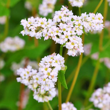 Karabuğday kırsal peyzaj alanı