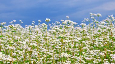 Karabuğday kırsal peyzaj alanı