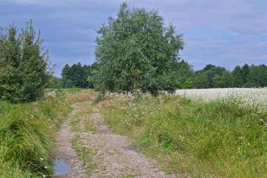 Yaz yeşil tarlaları ve ağaçlar 