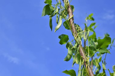 Genç fasulyeler, yaklaşın.