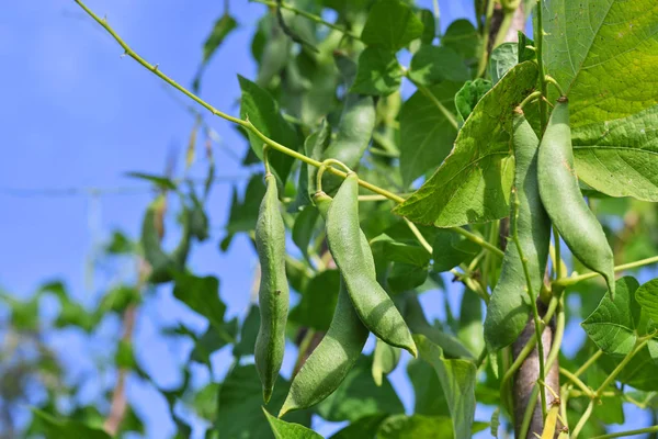Young Bean Pods Close — 图库照片