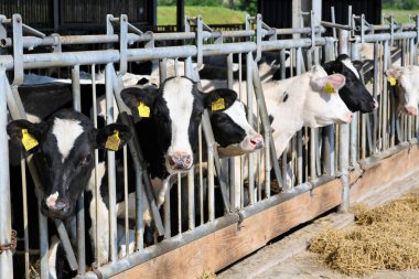 Kalush, Ukrayna - 31 Ekim 2018: Kalush kasabası yakınlarındaki bir mandıra çiftliğinde buzağıların içeriği.