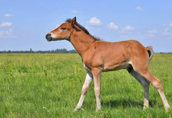 Young Beautiful Foal Rural Countryside — Stok fotoğraf