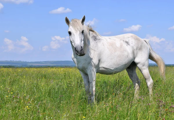 Vit Häst Äng — Stockfoto