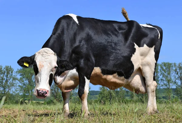 Hermosa Vaca Prado Verano —  Fotos de Stock