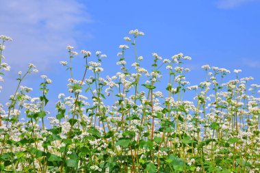 Karabuğday kırsal peyzaj alanı