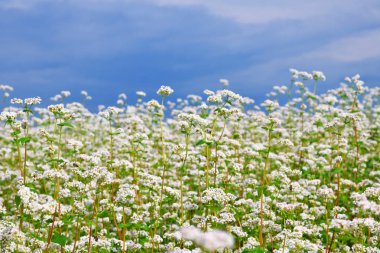Karabuğday kırsal peyzaj alanı