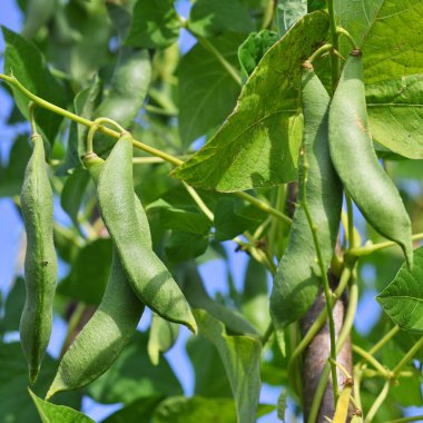 Genç fasulyeler, yaklaşın.