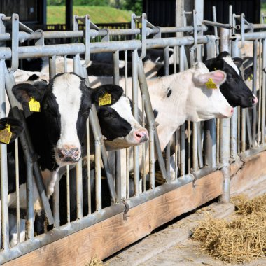 Kalush, Ukrayna - 31 Ekim 2018: Kalush kasabası yakınlarındaki bir mandıra çiftliğinde buzağıların içeriği.