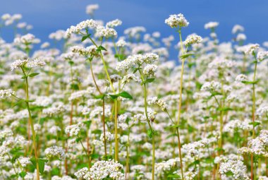 Karabuğday kırsal peyzaj alanı