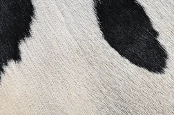 Natural Cow Fur Texture Closeup — Photo