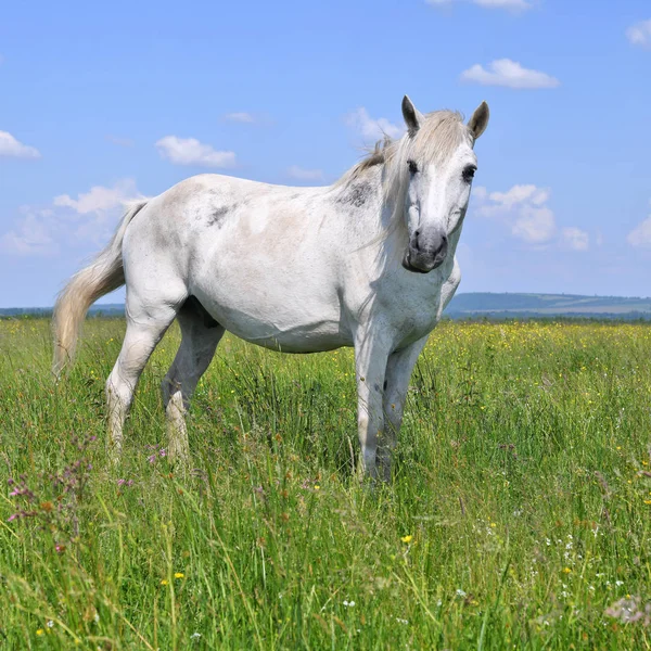 Bílý Kůň Louce — Stock fotografie