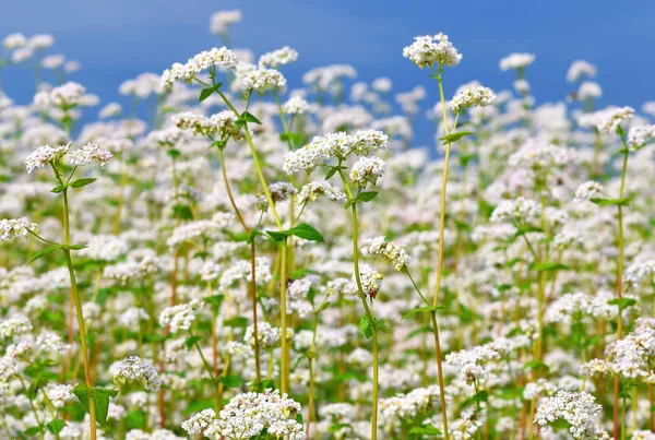 Karabuğday kırsal peyzaj alanı