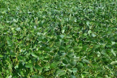 Kırsal alanda genç soya bitkileri ile Alan.