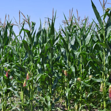 Kırsal manzara içinde genç Mısır 