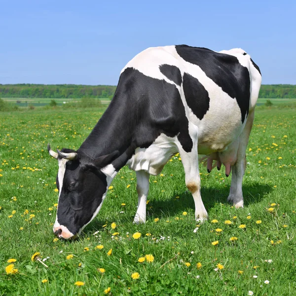 Close Cute Cow Meadow — Stok fotoğraf