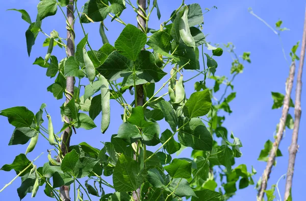 Young Bean Pods Close — Stock Photo, Image