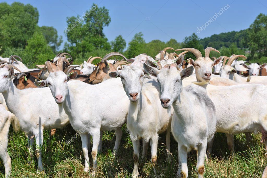 Goats in the pasture of organic farm