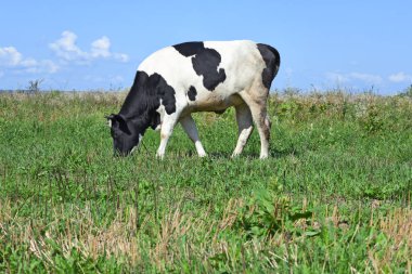 Güzel bir inek yaz çayırında