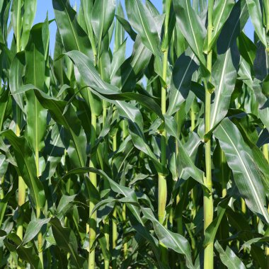 Kırsal manzara içinde genç Mısır 