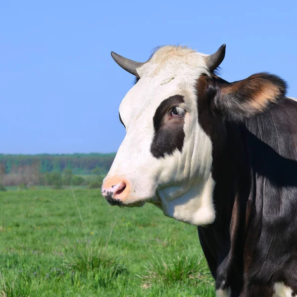 Hermosa Vaca Prado Verano — Foto de Stock