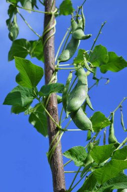 Genç fasulyeler, yaklaşın.