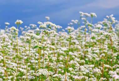 Karabuğday kırsal peyzaj alanı