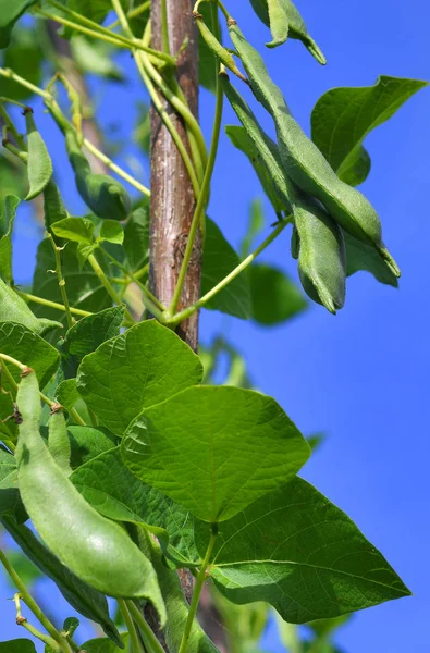 Young Bean Pods Close — 图库照片