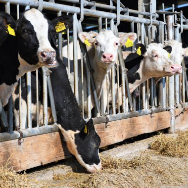 Kalush, Ukrayna - 31 Ekim 2018: Kalush kasabası yakınlarındaki bir mandıra çiftliğinde buzağıların içeriği.