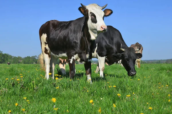 Piękne Krowy Letniej Łące — Zdjęcie stockowe