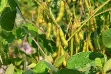 Genç fasulyeler, yaklaşın.