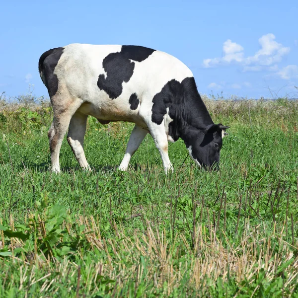 Beautiful Cow Summer Meadow — Stock Photo, Image