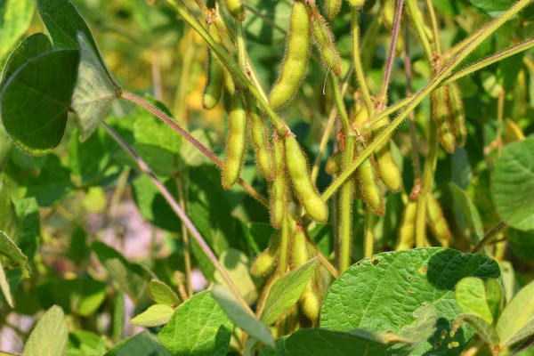 Genç fasulyeler, yaklaşın.