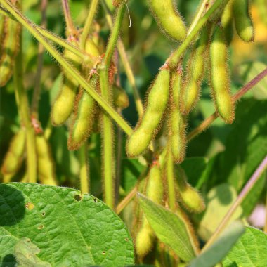 Genç fasulyeler, yaklaşın.