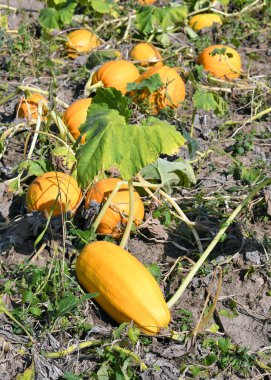 Kabak hasat sonbahar