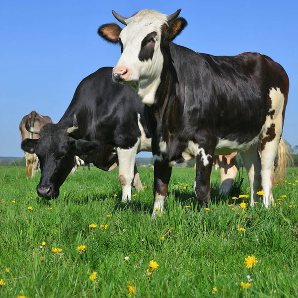 Beautiful Cows Summer Meadow — Stock Photo, Image