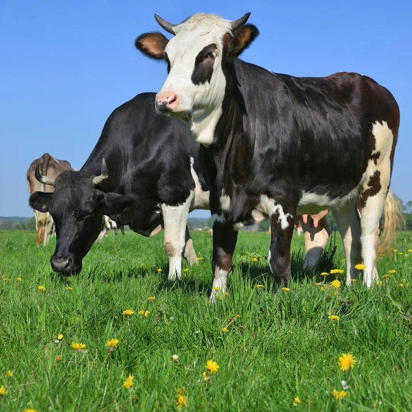 Beautiful Cows Summer Meadow — Stok fotoğraf