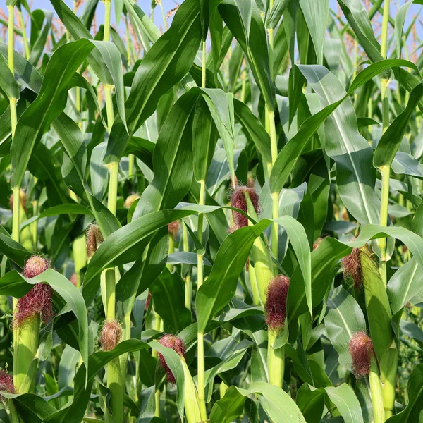 Green Young Corn Growing — Fotografia de Stock