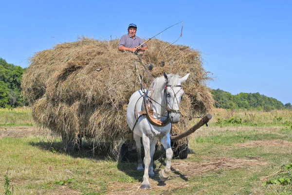 Golyn Village Ukraine August 2019 Transport Von Heu Mit Einem — Stockfoto