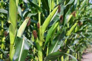 Kırsal manzara içinde olgunlaşmış Mısır. 