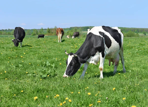 Yaz otlağında inekler.