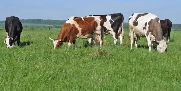 Las Vacas Pasto Verano — Foto de Stock