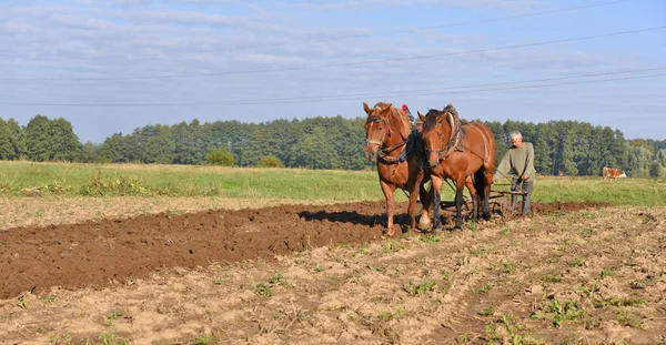 Kalush Ucrânia Setembro 2017 Fallowing Field Manual Plow Horse Drawn — Fotografia de Stock