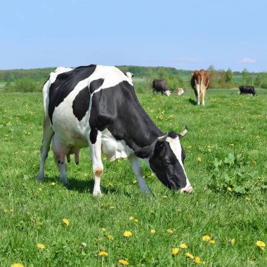 Yaz otlağında inekler.