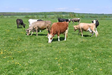 Yaz otlağında inekler.