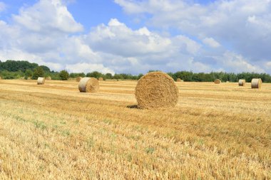 Kırsal alanda saman hasat etmek