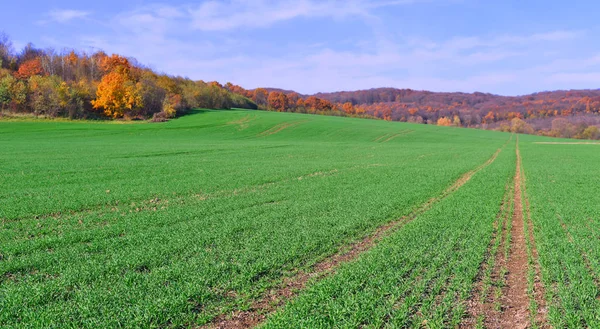 Ljusa Höstlandskap Med Groddar Vintern Spannmål Och Skog Kanter Blå — Stockfoto